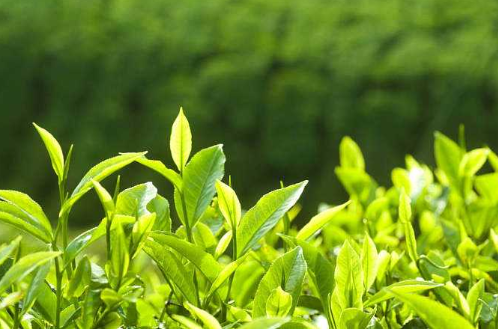 茶葉可以除甲醛嗎？